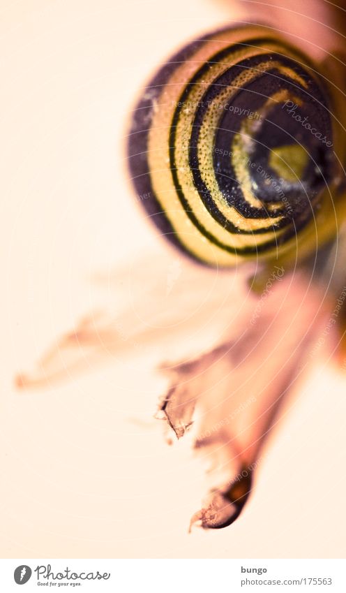 infinita vespa Farbfoto Makroaufnahme abstrakt Muster Textfreiraum links Kunstlicht Schwache Tiefenschärfe Tier Totes Tier Wespen Gliederfüßer Insekt 1 gelb rot