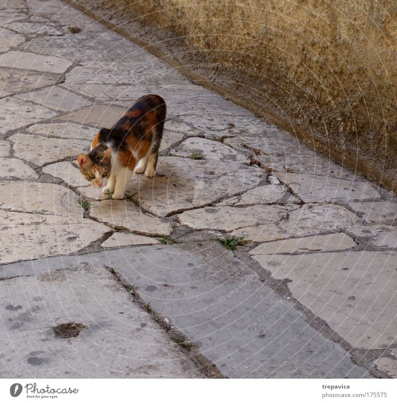 katze Farbfoto Außenaufnahme Menschenleer Tierporträt Altstadt Haustier Katze 1 Gefühle Stimmung Tierliebe Angst einzigartig Neugier Tourismus freilebend