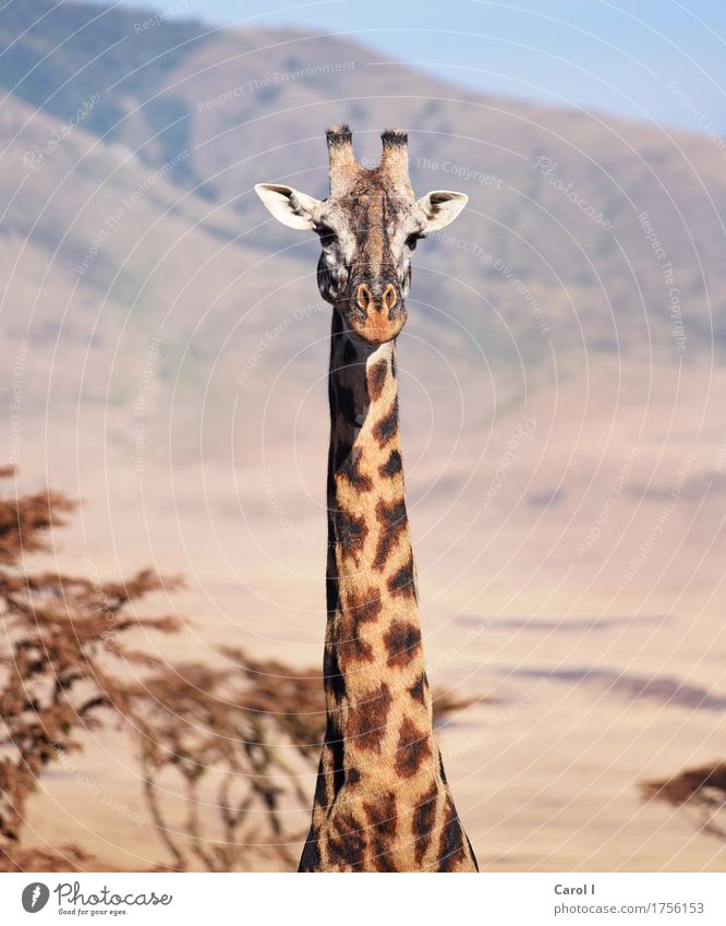 Hallo erstmal... Ferien & Urlaub & Reisen Tourismus Abenteuer Safari Natur Himmel Horizont Park Tier Wildtier Giraffe 1 Blick groß schön wild gelb Tierliebe