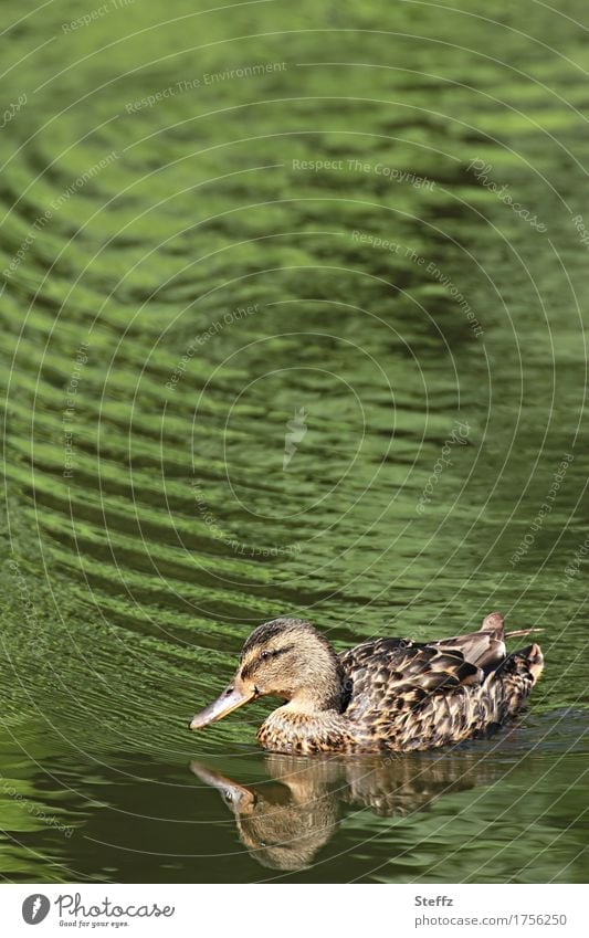 eine Ente im grünen Teich Ententeich Entenschnabel Teichufer grünes Wasser Frieden Idylle beruhigend beruhigendes Wasser friedliche Stimmung Ruhe in der Natur