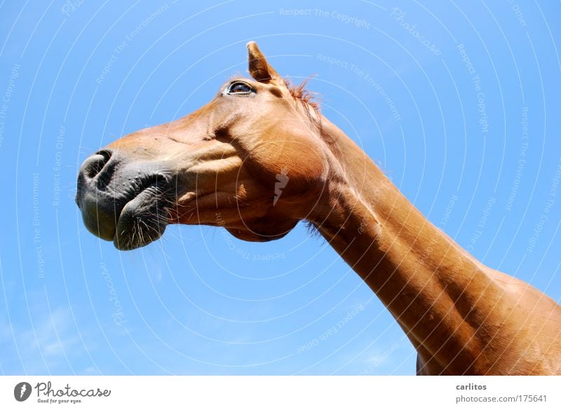 Jean Paul Gaul-Tier Weitwinkel Blick in die Kamera Froschperspektive harmonisch Reiten Freiheit Reitsport Pferd Fell beobachten ästhetisch elegant