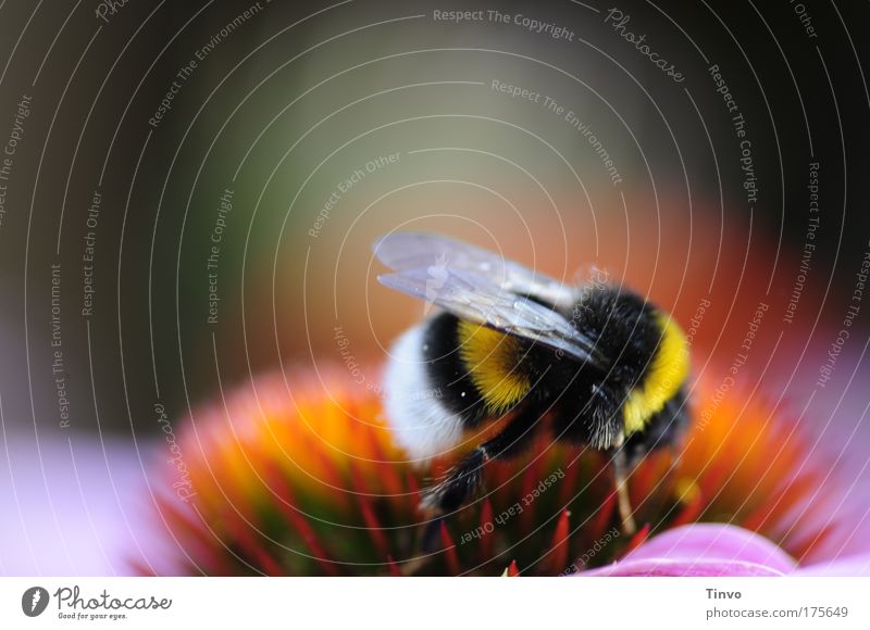 bumble-bee Sommer Blume Blüte Tier 1 schön natürlich pelzig Behaarung Hummel Erdhummel Flügel Pollen gestreift Insekt fleißig gelb schwarz Sonnenhut