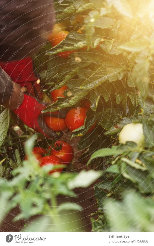 was rot ist wird gepflückt Arbeit & Erwerbstätigkeit Landwirtschaft Forstwirtschaft Mensch Hand 1 Natur Sonnenlicht Nutzpflanze Feld wählen saftig achtsam