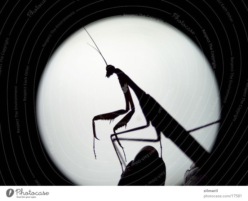 E.T. Gottesanbeterin Insekt Vollmond außerirdisch Verkehr Flugschrecke Außerirdischer