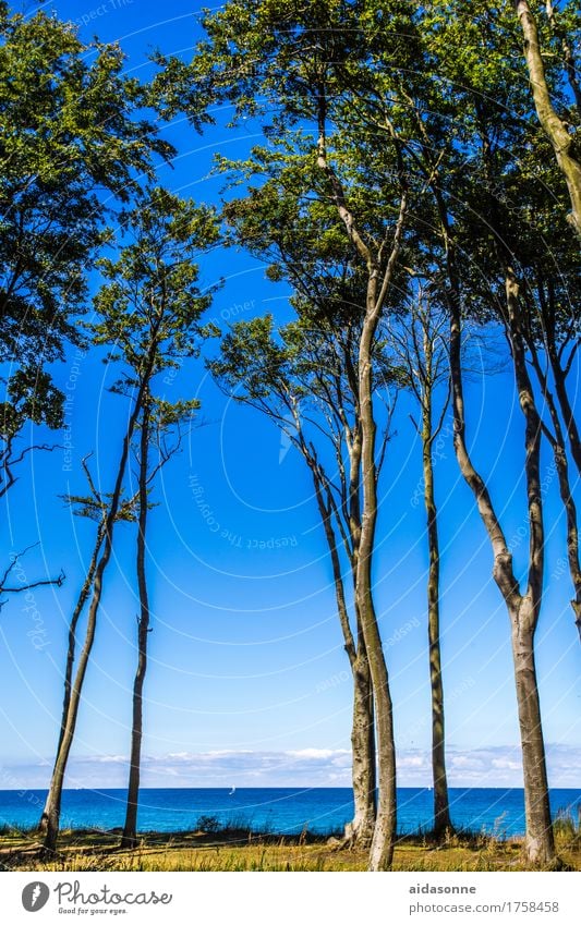 Gespensterwald Landschaft Pflanze Wasser Sommer Schönes Wetter Strand Ostsee blau achtsam Vorsicht Gelassenheit ruhig Farbfoto Außenaufnahme Menschenleer Tag
