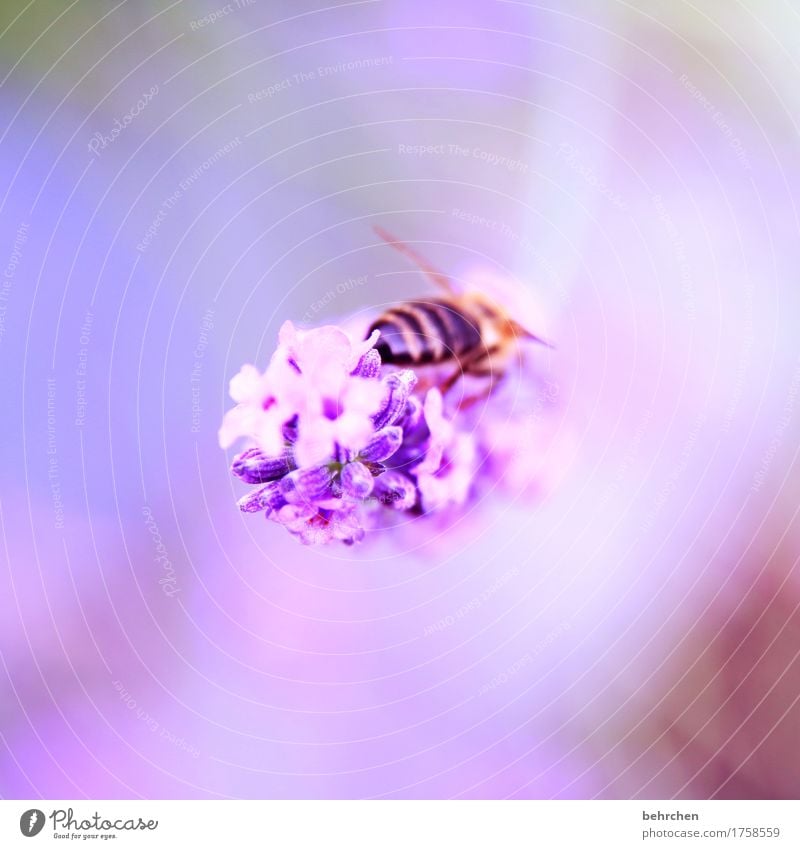 hummelarsch und zwirn... Natur Pflanze Tier Sommer Schönes Wetter Blume Blatt Blüte Lavendel Garten Park Wiese Biene Flügel 1 Blühend Duft fliegen Fressen schön