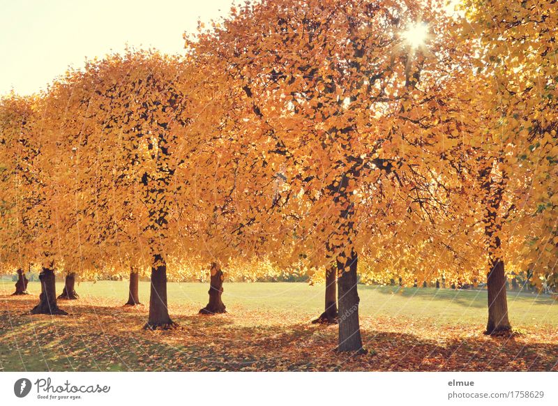 Lindensonne Sonne Herbst Schönes Wetter Baum Blatt Herbstlaub Allee Park goldener herbst Ruhestand blond hell gelb Glück Lebensfreude Romantik schön friedlich
