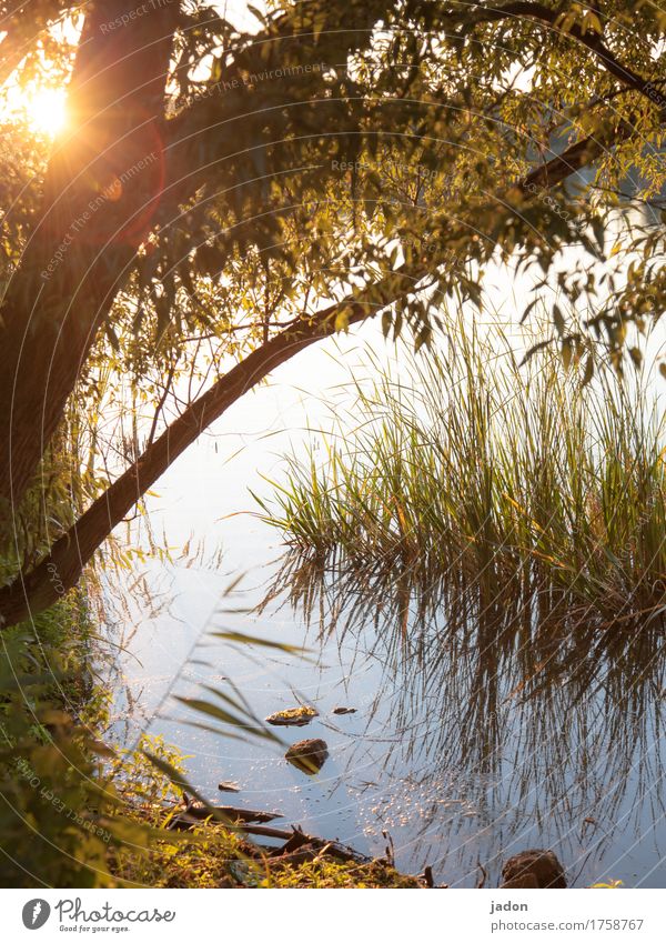 sommerabendstimmung. Sinnesorgane Erholung ruhig Meditation Ausflug Umwelt Natur Landschaft Pflanze Wasser Sonnenlicht Schönes Wetter Baum Gras Seeufer Fluss