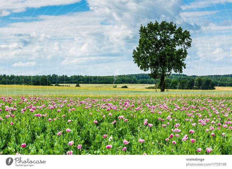 Mohnfeld am Wegesrand Ausflug Sommer Natur Landschaft Pflanze Wolken Frühling Schönes Wetter Baum Blume Blüte Nutzpflanze Wiese Feld Blühend violett Blaumohn