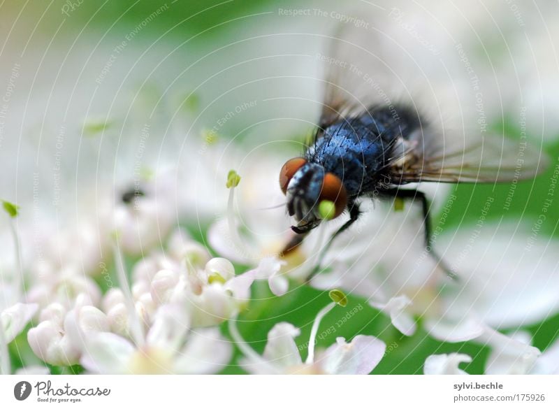 Schönheit ist relativ! Umwelt Natur Pflanze Tier Blüte Wildtier Fliege hässlich blau grün schwarz weiß Appetit & Hunger Durst ungeliebt Flügel Auge durchsichtig