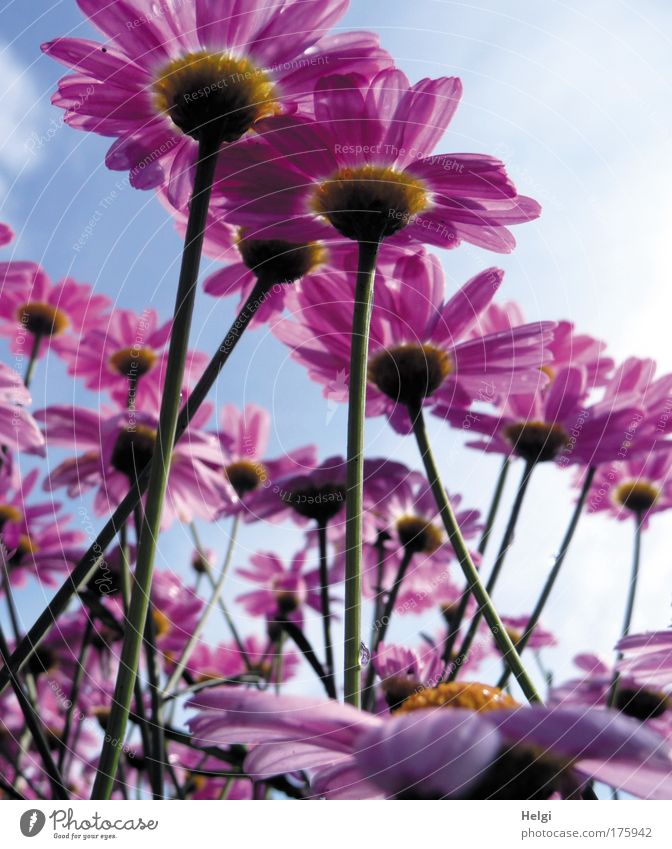 viele lila Blüten aus der Froschperspektive vor blauem Himmel mit Wolken Farbfoto mehrfarbig Außenaufnahme Nahaufnahme Menschenleer Tag Schatten Sonnenlicht