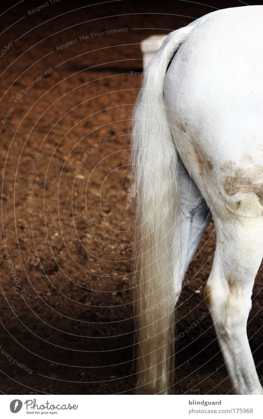 Horseback Farbfoto Innenaufnahme Menschenleer Textfreiraum links Tag Kunstlicht Schwache Tiefenschärfe Tierporträt Rückansicht elegant Reiten Beine Haustier