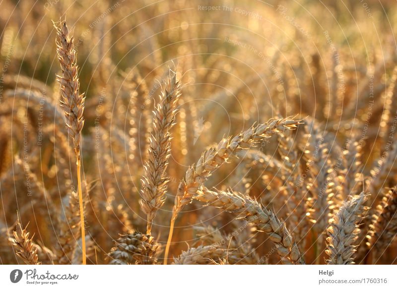 goldig leuchtend... Lebensmittel Getreide Weizen Umwelt Natur Landschaft Pflanze Sommer Schönes Wetter Nutzpflanze Feld stehen Wachstum authentisch