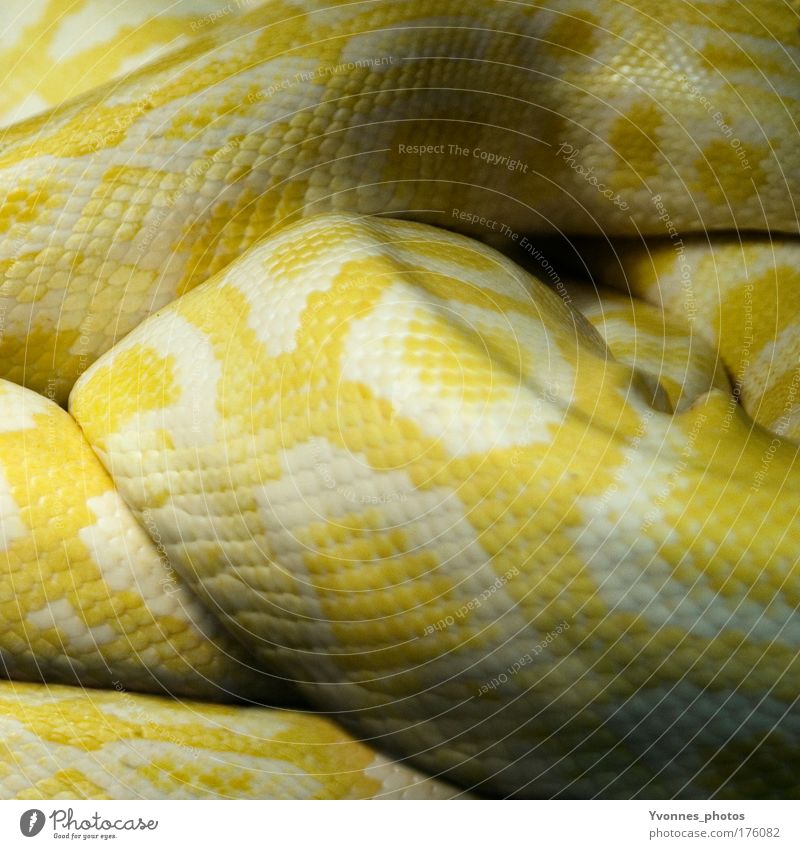 Schlangenlinien Farbfoto mehrfarbig Vogelperspektive Tierporträt Rückansicht Umwelt Natur Erde Feuer Wildtier Schuppen Zoo Terrarium Schlangenhaut
