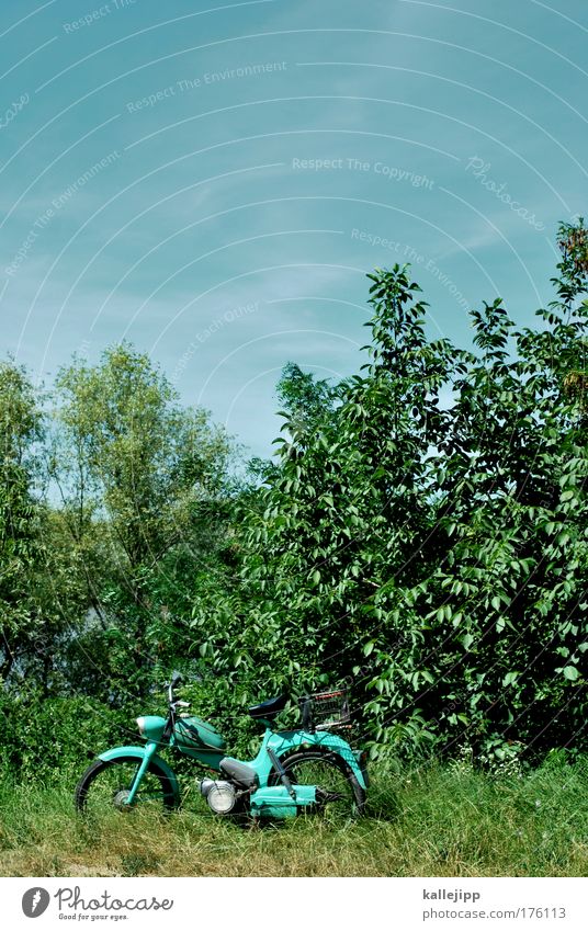 picknick Farbfoto Außenaufnahme Menschenleer Textfreiraum oben Tag Schatten Kontrast Totale Lifestyle Freizeit & Hobby Umwelt Natur Landschaft Pflanze Tier Luft