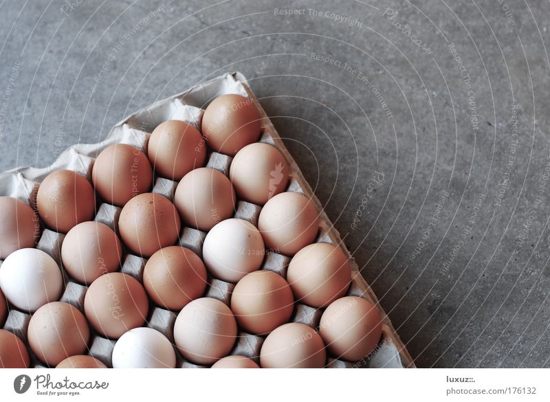 ei ei ei Lebensmittel Verpackung Ei zerbrechlich frisch Ware Textfreiraum rechts Hintergrund neutral Hühnerei Eierpaletten