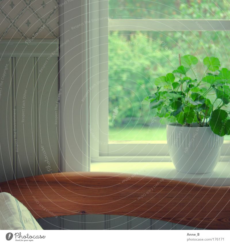 Harmonie in Grün Grünpflanze Topfpflanze Fenster Fensterrahmen Tapete Dekoration & Verzierung Stuhllehne Holz Linie ästhetisch einfach schön grün weiß ruhig