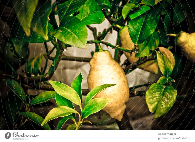 Zitrone Farbfoto mehrfarbig Außenaufnahme Detailaufnahme Tag Kontrast Schwache Tiefenschärfe Zentralperspektive Lebensmittel Frucht Pflanze Grünpflanze