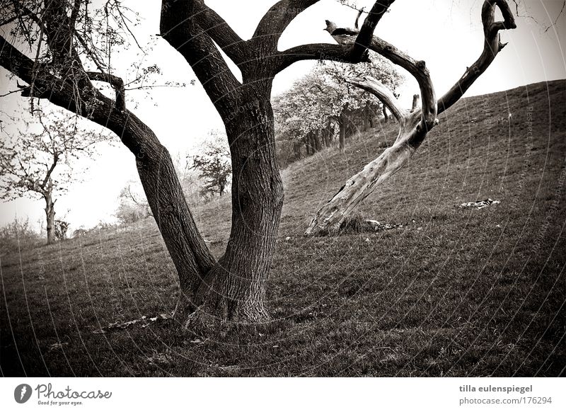 /// Schwarzweißfoto Außenaufnahme Experiment Muster Textfreiraum links Tag Natur Landschaft schlechtes Wetter Baum Wiese Hügel außergewöhnlich dunkel
