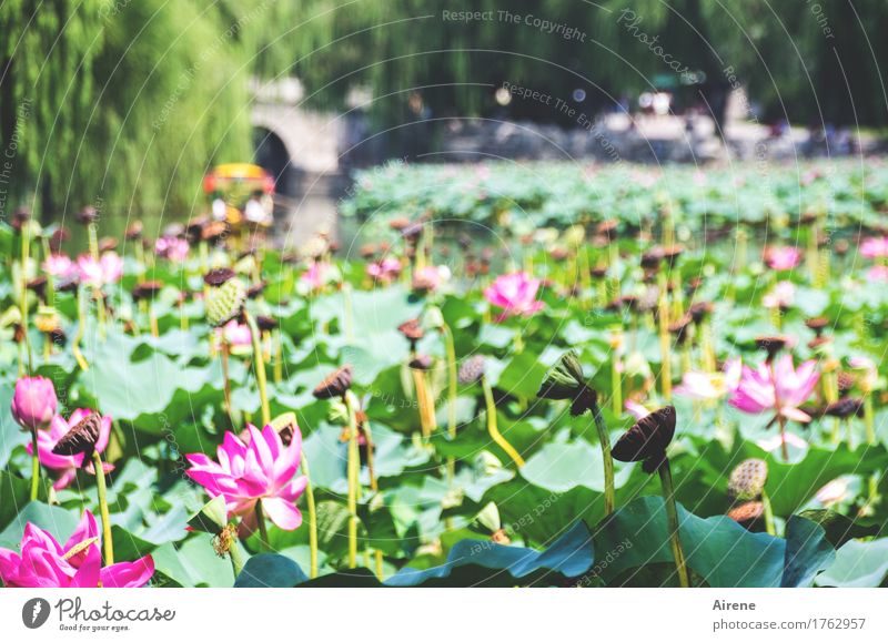Sommersonntag in der Stadt Lotos Wasser Blume Natur Park Licht Teich Blumen grün Blüte rosa Blütezeit Wasserpflanze Pflanze Schönheit schön botanisch