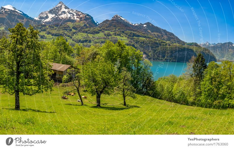Schweizer Alpenlandschaft schön Erholung Meditation Ferien & Urlaub & Reisen Tourismus Camping Sommer Sommerurlaub Sonne Berge u. Gebirge ausgehen Natur