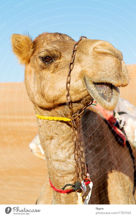y in Oman leeres Viertel der Wüste ein freies Gesicht Ferien & Urlaub & Reisen Tourismus Safari Sommer Natur Tier Sand Himmel Wolken Verkehr heiß wild braun