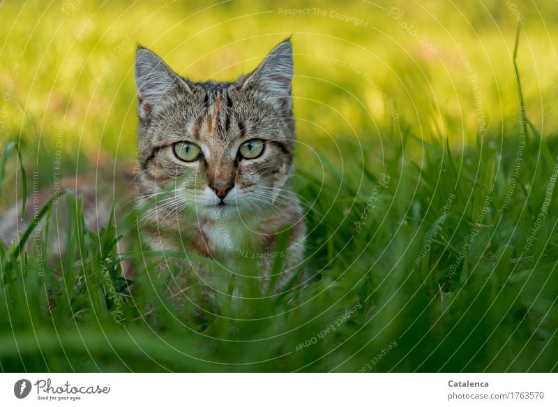 Gatubita; Porträt einer kleinen Tigerkatze Natur Pflanze Tier Sonnenlicht Sommer Schönes Wetter Gras Feld Haustier Katze 1 Tierjunges beobachten liegen warten