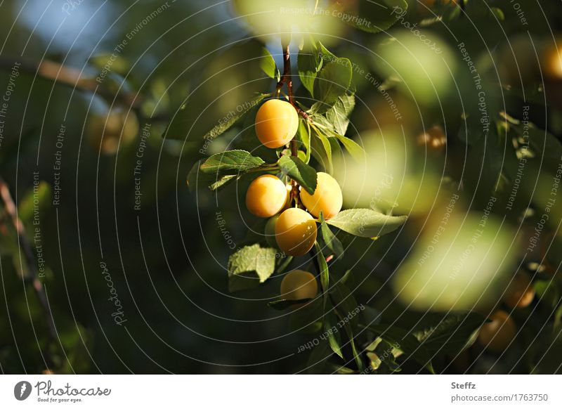 Mirabellen reifen in der Sonne Mirabellenbaum Pflaumen Obst Früchte Pflaumenbaum gelbe Pflaumen Bioobst Prunus domestica subsp. syriaca Gartenobst Obsternte