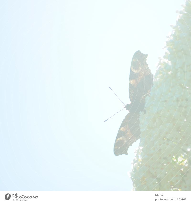 Madame Butterfly Natur Pflanze Tier Himmel Sonnenlicht Frühling Sommer Schönes Wetter Sträucher Blüte Sommerflieder Park Wildtier Schmetterling Flügel