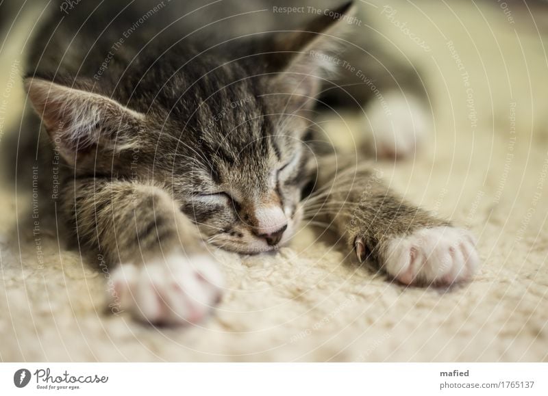 Morris Tier Haustier Katze Fell 1 Tierjunges schlafen kuschlig niedlich braun grau schwarz Vertrauen Sicherheit Tierliebe Hauskatze Kitten Katzenbaby Farbfoto