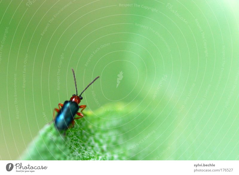 Die weite, weite Welt ... Umwelt Natur Pflanze Tier Wildtier Käfer beobachten sitzen klein grün Fühler Farbfoto mehrfarbig Außenaufnahme Nahaufnahme