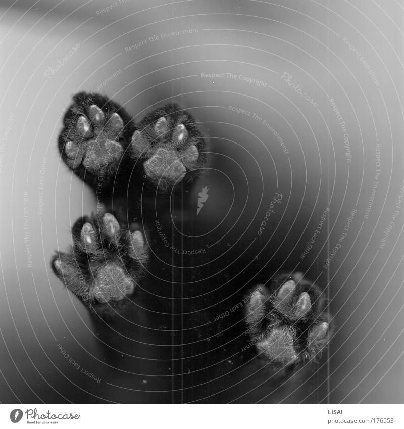 scan Schwarzweißfoto Menschenleer Hintergrund neutral Kunstlicht Kontrast Tier Haustier Katze Fell Krallen Pfote 1 hocken sitzen grau schwarz Scan Scanner
