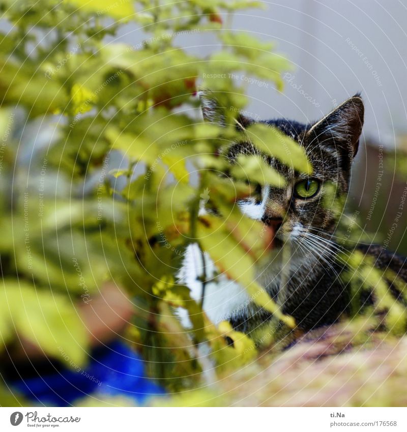 ich seh Dich Farbfoto Außenaufnahme Menschenleer Tag Tierporträt Blick Blick in die Kamera Umwelt Natur Pflanze Garten Haustier Wildtier Katze Tiergesicht 1