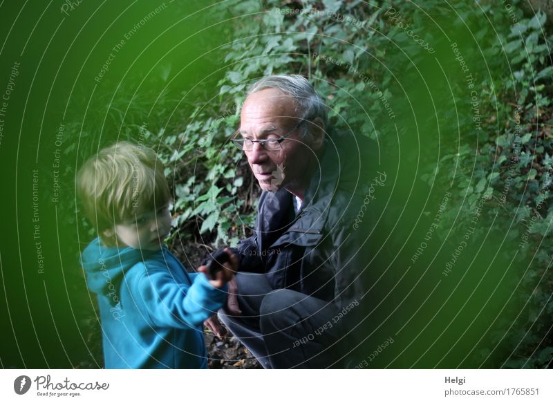 kleiner Junge und sein Opa auf Entdeckungstour im Wald Mensch maskulin Kleinkind Männlicher Senior Mann Kindheit 2 1-3 Jahre 60 und älter Umwelt Natur