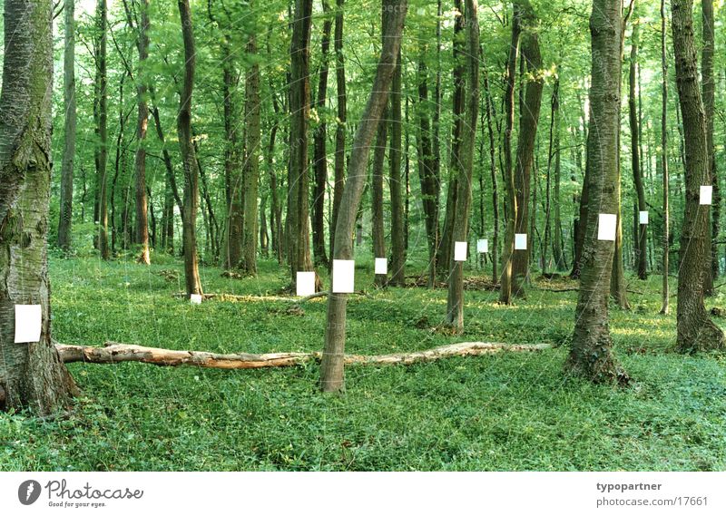 blätterwald Wald Papier grün Baum Blatt Frühling Symbole & Metaphern Zettel Idee editorial