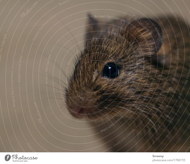 Mäusken Natur Tier Wiese Feld Wildtier Maus 1 hocken klein Neugier Farbfoto Nahaufnahme Detailaufnahme Makroaufnahme Menschenleer Tag Kunstlicht