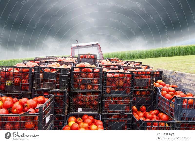 Los geht's Lebensmittel Gemüse Tomate Ernährung Arbeit & Erwerbstätigkeit Landwirtschaft Forstwirtschaft Güterverkehr & Logistik Traktor Feld Bewegung saftig