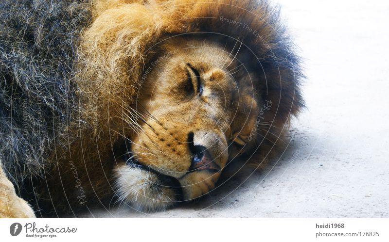 do not disturb Farbfoto Nahaufnahme Experiment Menschenleer Tag Tierporträt geschlossene Augen Wildtier Zoo 1 schlafen Müdigkeit