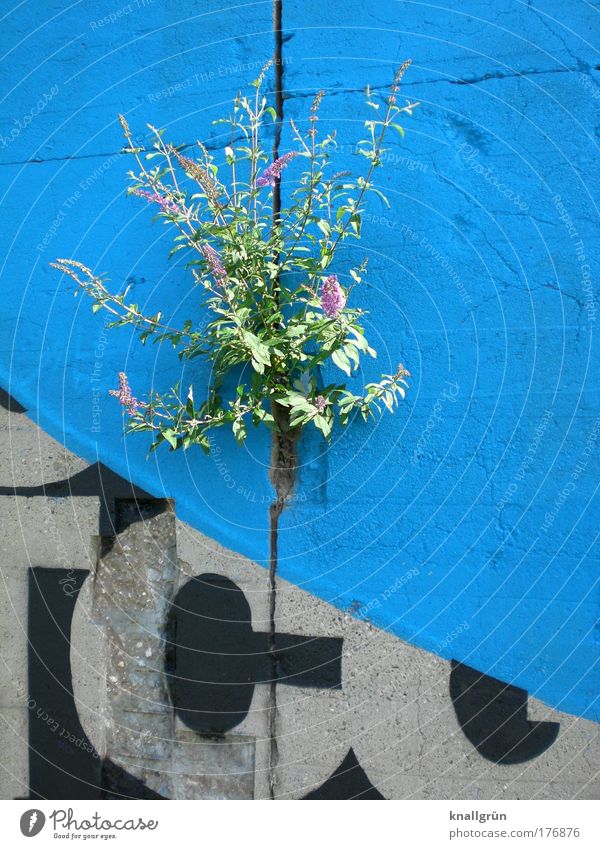 Urban jungle Farbfoto Außenaufnahme Menschenleer Textfreiraum rechts Natur Pflanze Sträucher Grünpflanze Mauer Wand Stein Beton Schriftzeichen Blühend blau grau