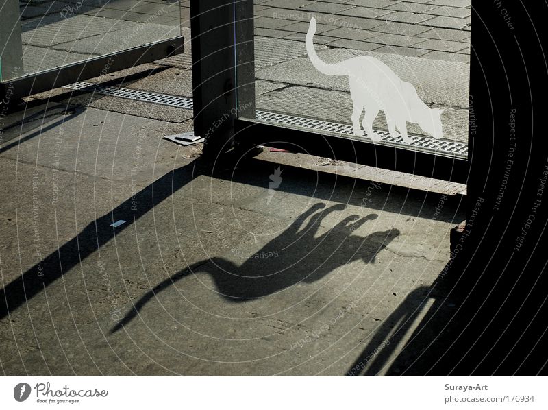 Catwalk Farbfoto Außenaufnahme Tag Schatten Gegenlicht Gebäude Tür Katze Glas Zeichen entdecken gehen Jagd ästhetisch listig grau schwarz weiß Wachsamkeit Leben