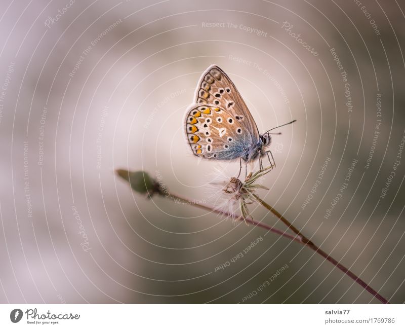 ***500*** Umwelt Natur Pflanze Sommer Nebel Stengel Wildtier Schmetterling Flügel Insekt Bläulinge 1 Tier krabbeln warten ästhetisch Coolness blau braun grau