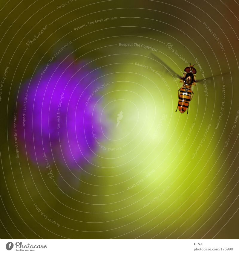 Oscar die "Schwebfliege" Farbfoto Außenaufnahme Makroaufnahme Menschenleer Textfreiraum oben Textfreiraum unten Tag Licht Schatten Kontrast