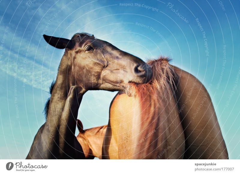 Am Arsch der Welt Farbfoto Außenaufnahme Menschenleer Textfreiraum oben Tag Tier Pferd 2 Tierpaar Brunft genießen elegant Zusammensein Glück Neugier niedlich