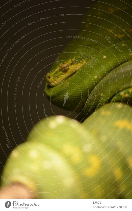 Schlange grün Tier 1 exotisch wickeln aufgewickelt Pause ruhen ruhend Schuppen Auge Terrarium Farbfoto Detailaufnahme Textfreiraum links Textfreiraum unten