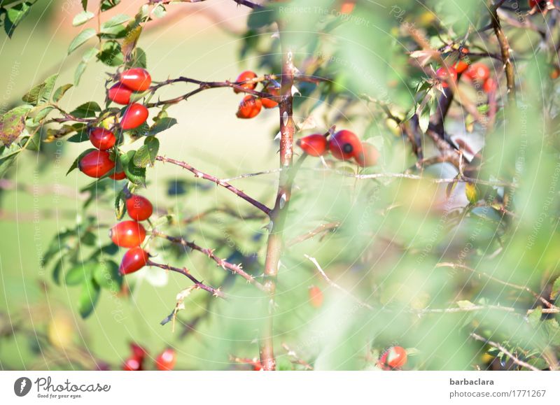 zarter Herbstbeginn Frucht Natur Pflanze Klima Schönes Wetter Sträucher Blatt Wildpflanze Hagebutten Feld hell grün rot Stimmung Farbe Umwelt