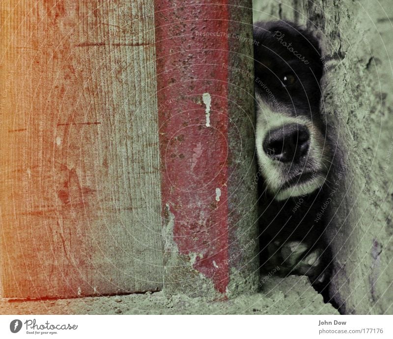 Frei Schnauze Gedeckte Farben Tierporträt Dorf Mauer Wand Hinterhof Hof Haustier Hund Tiergesicht 1 beobachten warten kuschlig Neugier niedlich Tierliebe Leben