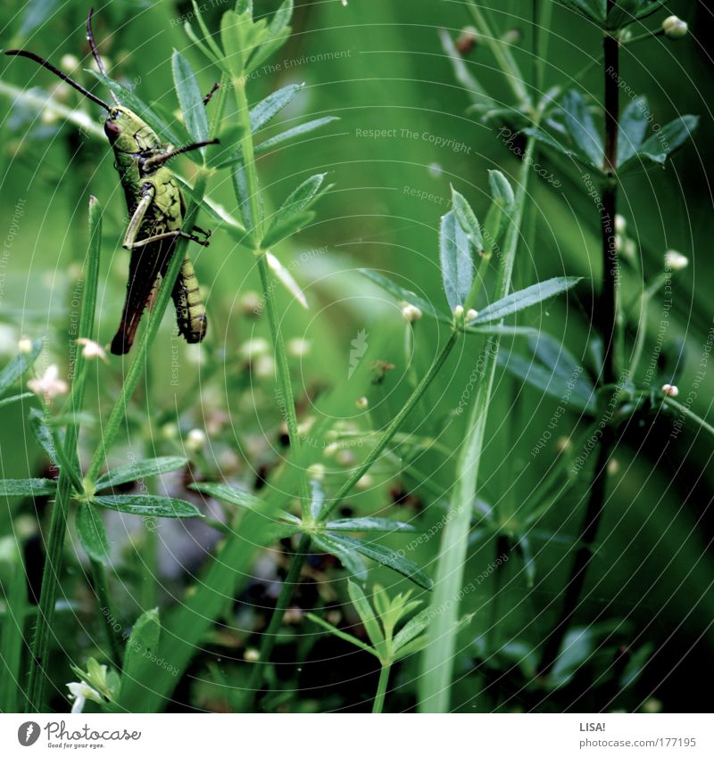 gras II Farbfoto Außenaufnahme Nahaufnahme Detailaufnahme Menschenleer Tag Kontrast Sonnenlicht Froschperspektive Tierporträt Umwelt Natur Landschaft Pflanze