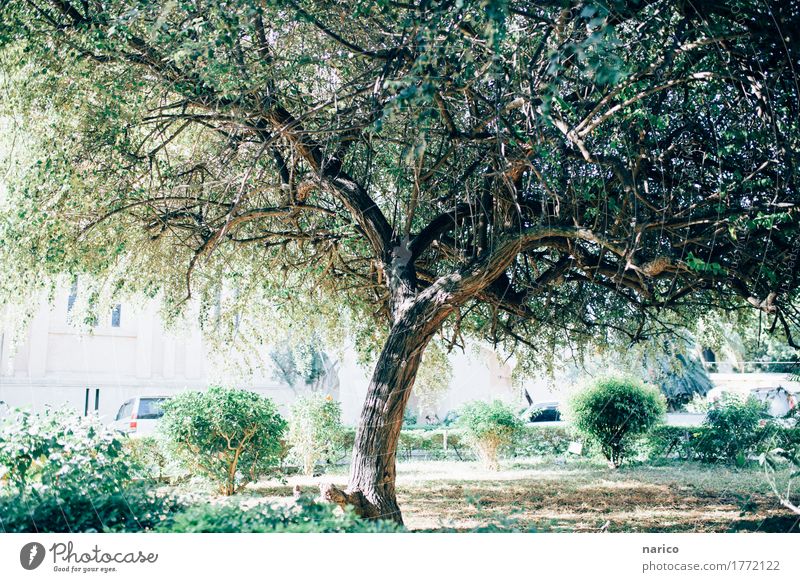 Zanzibar XIII Umwelt Pflanze Sonnenlicht Sommer Schönes Wetter Baum Sträucher Park Erholung Frieden Natur Tansania Afrika Sansibar Farbfoto Gedeckte Farben