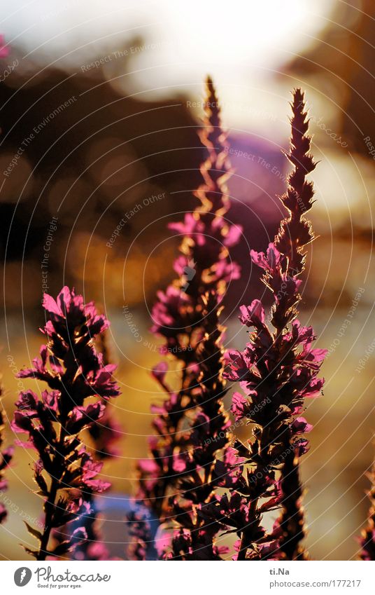 Blutweiderich (Lythrum salicaria) Farbfoto mehrfarbig Nahaufnahme Menschenleer Abend Licht Schatten Silhouette Reflexion & Spiegelung Lichterscheinung