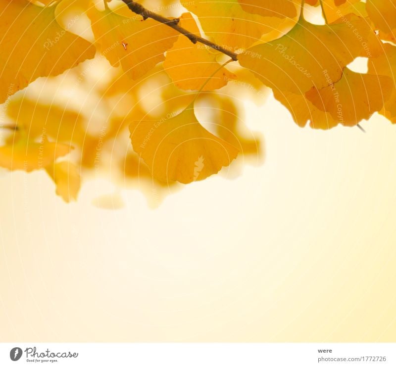 Herbstliche Gingkoblätter Natur Pflanze Baum Blatt ästhetisch Freundlichkeit glänzend hell gelb gold Biloba Flora und Fauna Ginkgo Ginkgoaceae Ginkgoales